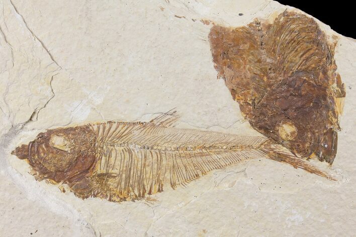 Diplomystus Fossil Fish - Wyoming #104006